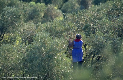 Picking olives
