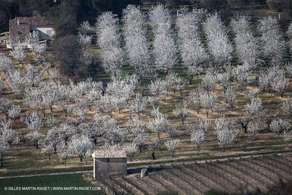 30 mars 2012 - Saint Saturnin les Apt (FRA, 84) - Cerisiers en fleurs
