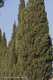 16 02 2008 - Saint Rémy de Provence (FRA, 13) - Alpilles hills landscapes