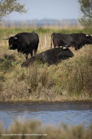 19 04 2011 - Arles (FRA,13) - Elevage de taureaux de combat en Camargue