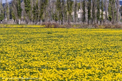 16 03 2008 - Saint Rémy de Provence (FRA, 13) - Alpilles hills landscapes - Dandelion field