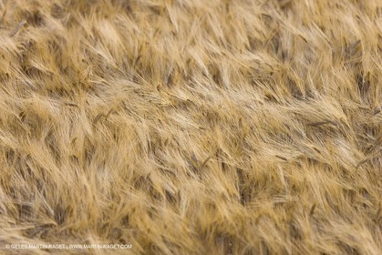 June 24th 2008 - Saint Rémy de Provence (FRA,13) - Alpilles hills landscapes