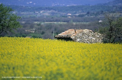 Alpilles (FRA,13), Champs de colza