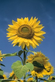 France, Provence, Champs de tournesols