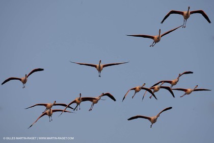 25 05 2011 - Les Saintes Maries de la Mer (FRA,13) - Fête des Gitans
