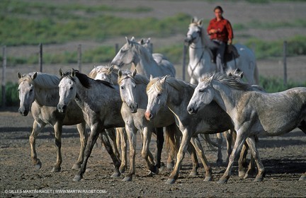 Camargue horses