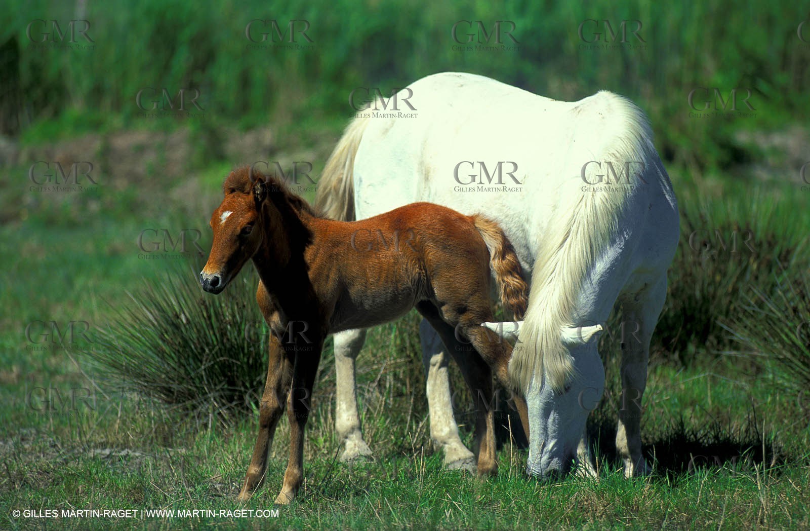 Camargue horses
