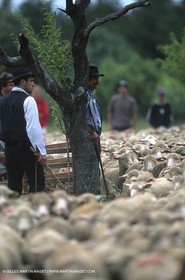 Saint Rémy de Provence (FRA,13) - Fête de la Transhumance