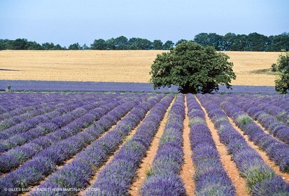 Hgher Provence - Lavender fields