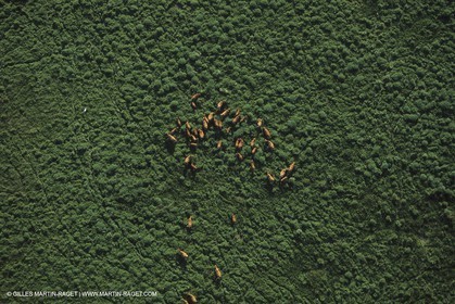 France, Provence, Camargue, Taureaux