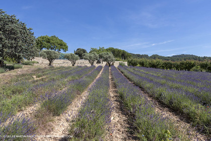 22 06 2018, Saint-Saturnin les Apts (FRA,84), Domaine des Andéols