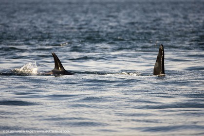 Animaux marins