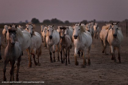 11 07 2010 - Les Saintes Maries de la Mer (FRA,13) - Evocation du Marquis de Baroncelli