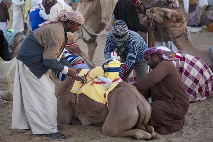 20 11 2010 - Dubai (EAU) - Courses de chameaux