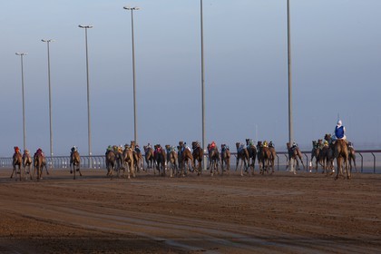 20 11 2010 - Dubai (UAE) - Camel races