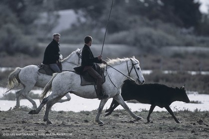 France, Provence, Camargue, Gardians de Camargue, métier, fêtes, élevage, tri