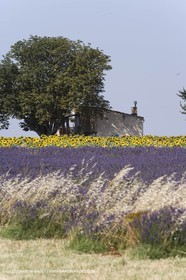 13 08 2007 - Valensole (04) - lavender fields on Valensole plateau