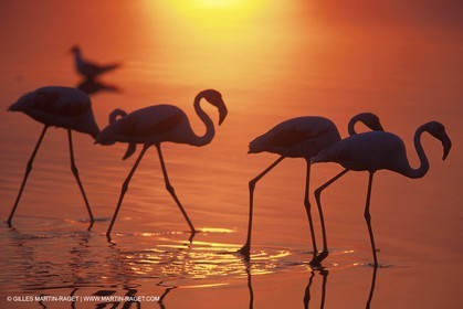 Flamants