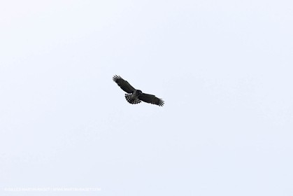 16 04 2009 - Marseille (FRA, 13) - Les Calanques - Sparrowhawk at Sormiou