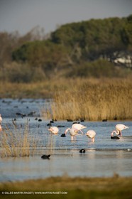 23 12 2006 - Les Saintes Maries de la mer - Chevaux Camargue