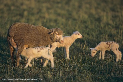 France, Provence, Moutons, bergers, élevage, transhumance