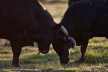 09 04 2011 - Arles (FRA,13) - Elevage de Taureaux de combat en Camargue