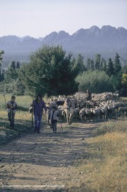 France, Provence, Moutons, bergers, élevage, transhumance