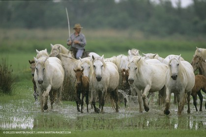 France, Provence, Gardians de Camargue