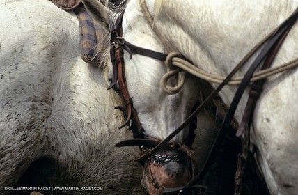 Camargue (FRA,13) - Gardians