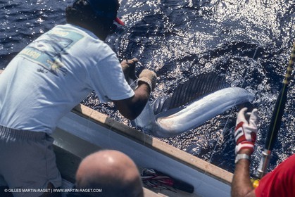 Water sports, Sportfishing, pêche au gros