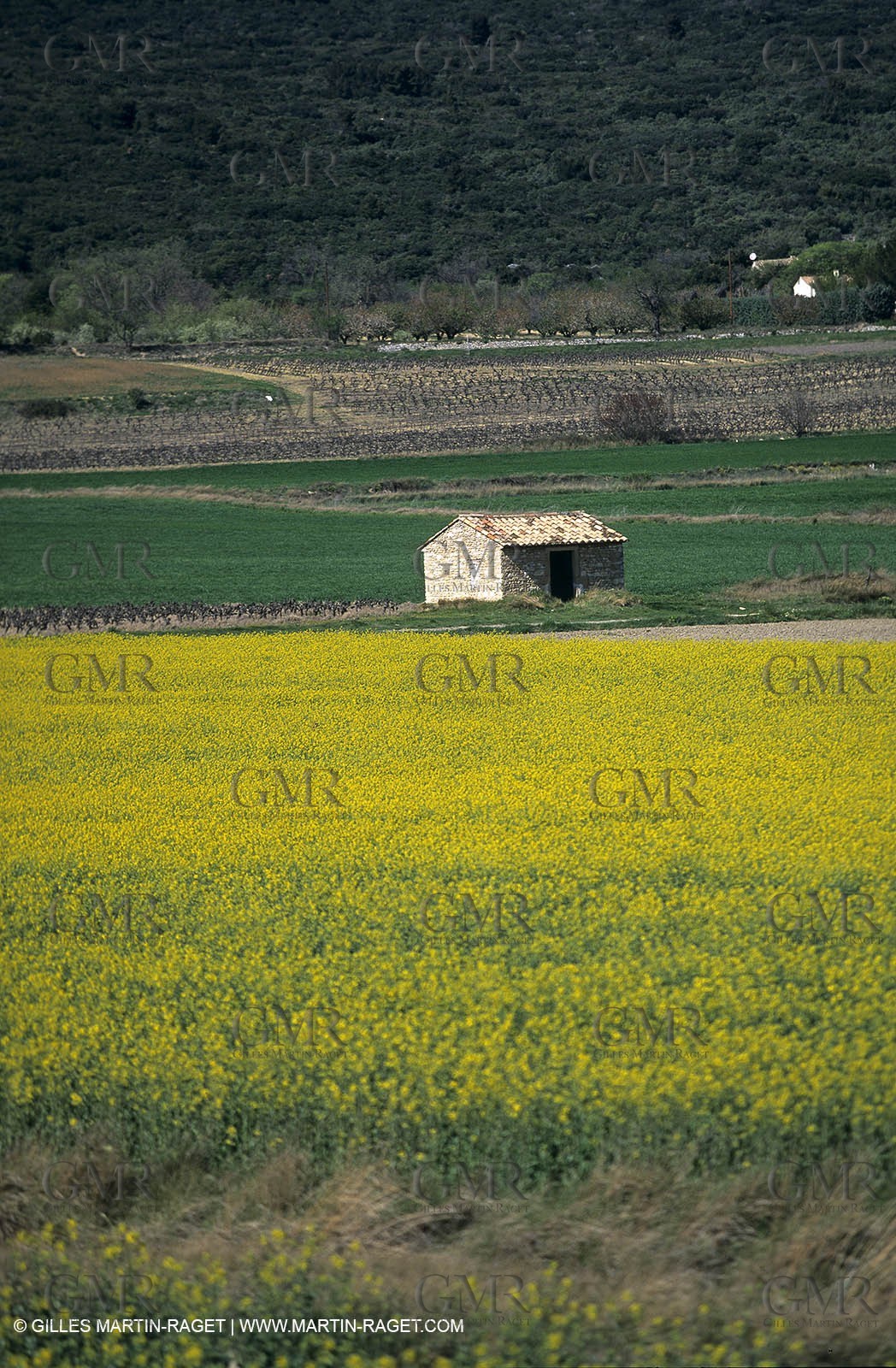 Alpilles (FRA,13), Rape fields