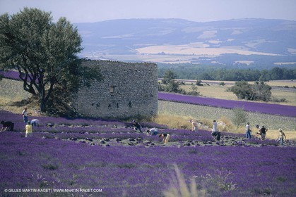France, Provence, Lavender fields