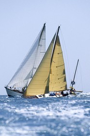 Dorade
