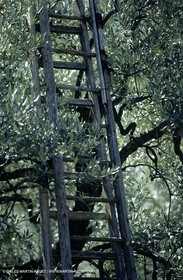 France, Provence, Oliviers, oliveraies, olive trees