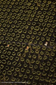 France, Provence, Oliviers, oliveraies, olive trees