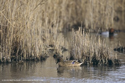 France, Provence, Camargue, Birds