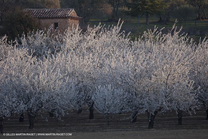 March 30th 2012 - Saint Saturnin les Apt (FRA, 84) - blooming cherry trees