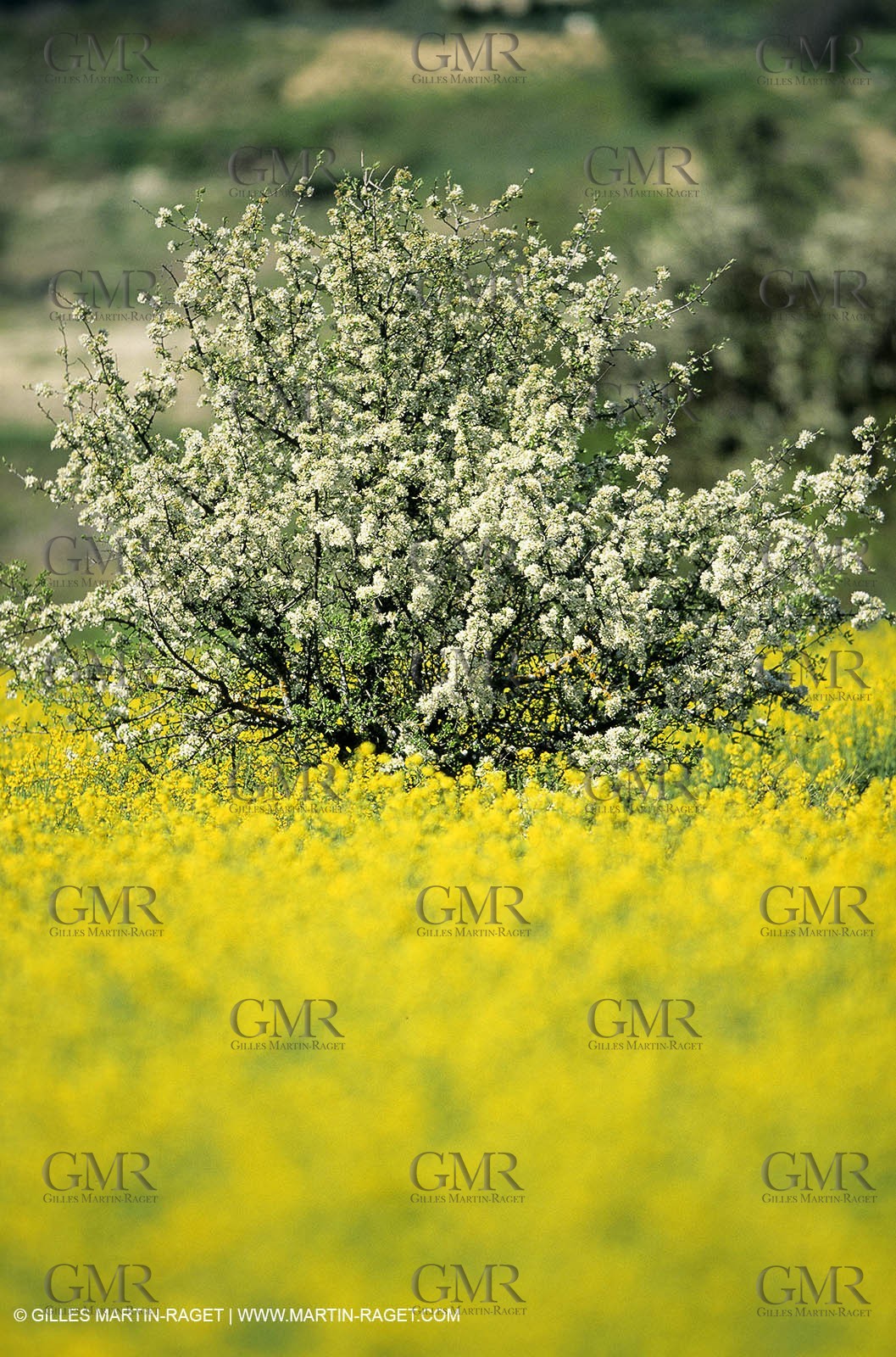 Alpilles (FRA,13), Rape fields