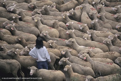 France, Provence, Moutons, bergers, élevage, transhumance
