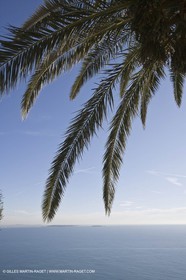 06 02 2008 - Théoule sur mer (FRA, 06) - Mimoses in full flower