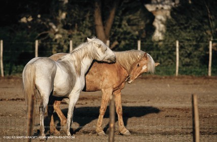 2000-2010- Arles - Les Saintes Maries de la mer (FRA,13) - Chevaux race Camargue