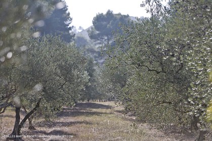 France, Provence, Oliviers, oliveraies, olive trees
