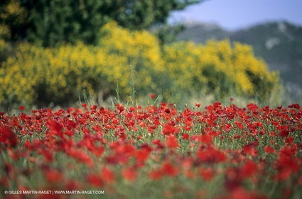 2000-2010- Les Alpilles (FRA,13) - Poppy fields