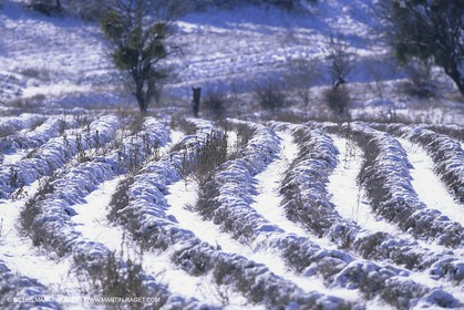 Provence under snow