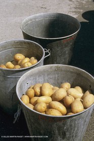 France, Provence, Aïoli 15 aout Maussane les alpilles