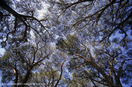 Nîmes garrigue