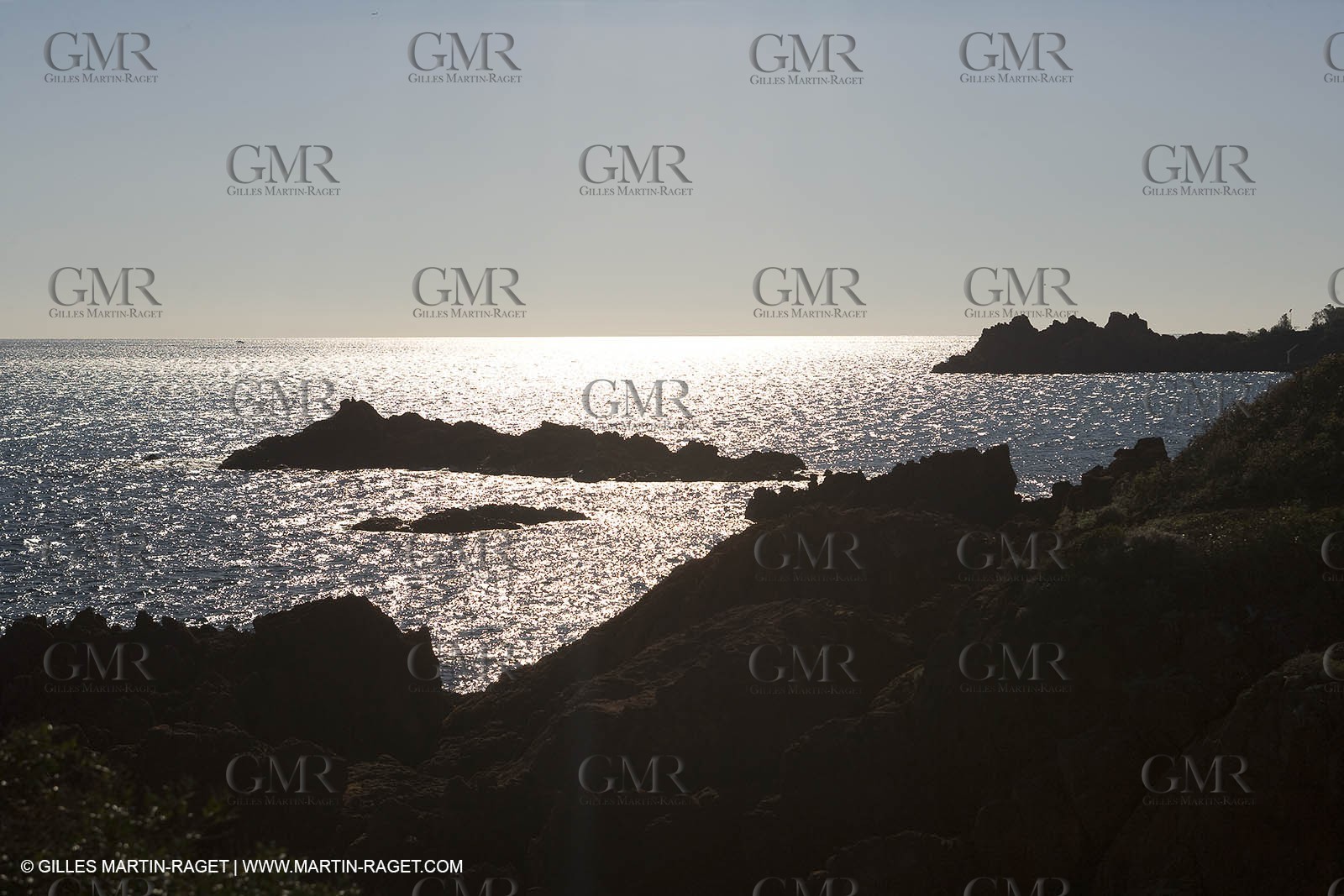 06 02 2008 - Théoule sur mer (FRA, 06) - Mimoses in full flower