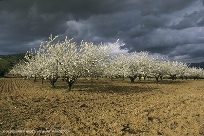 France, Provence, Arbres fruitiers en fleur   Spring bloom