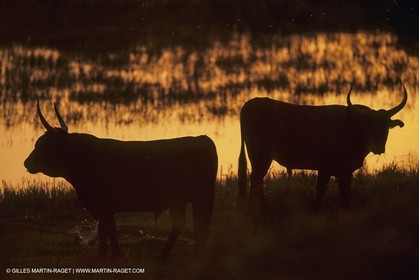 France, Provence, Camarggue, Taureaux de Camargue, bulls