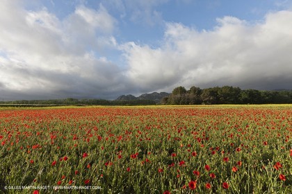 29 04 2012 ( Saint Rémy de Provence (FRA, 13) - Chaîne des Alpilles vers Romanin
